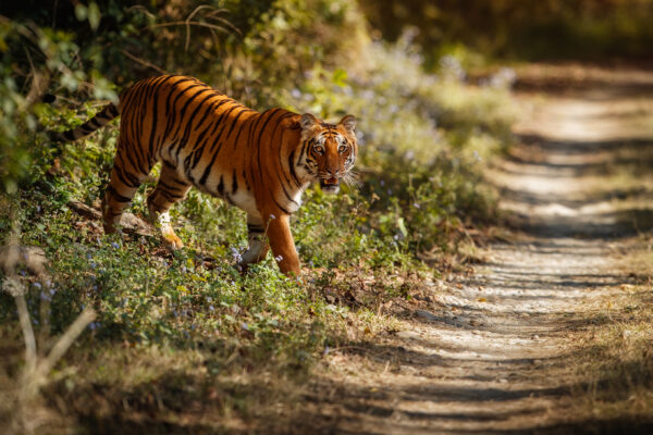 Tigers