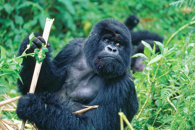 gorilla-937034_640 🦍 Gorilla: Secrets Of The Gentle Forest Giant (2025)