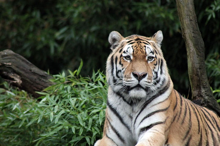 image-32 Tigers: Hidden Strengths & Survival Struggles Revealed (2025)