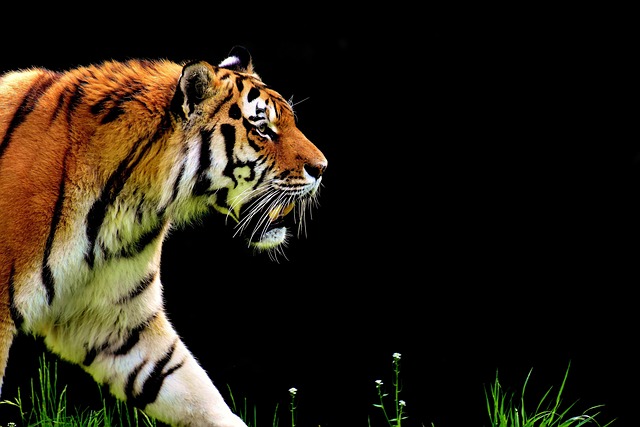 tiger-2320819_640 Tigers: Hidden Strengths & Survival Struggles Revealed (2025)